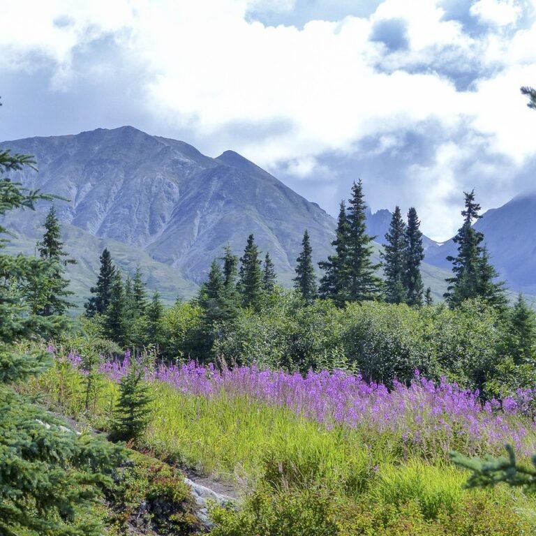 Mountain landscape with lush greenery and purple wildflowers in Minnesota.
