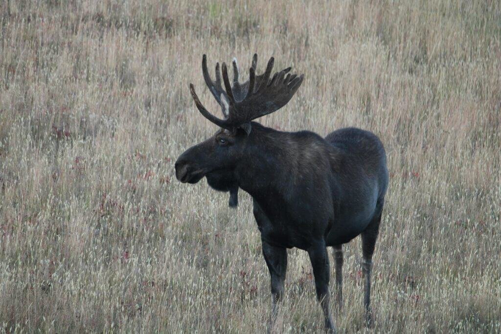 Moose standing in a grassy field with large antlers in a natural setting.