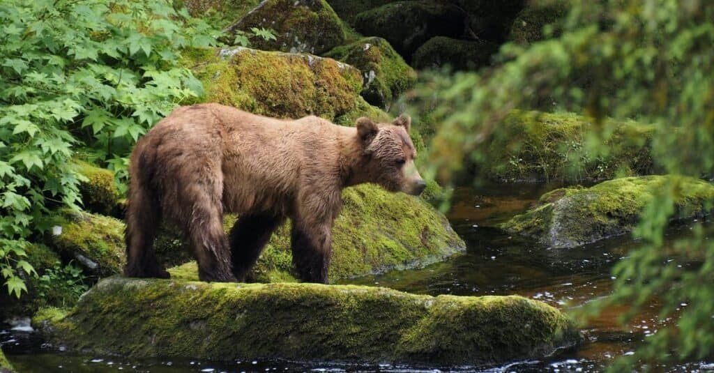 Wild bear standing on moss-covered rocks in a lush forest stream.