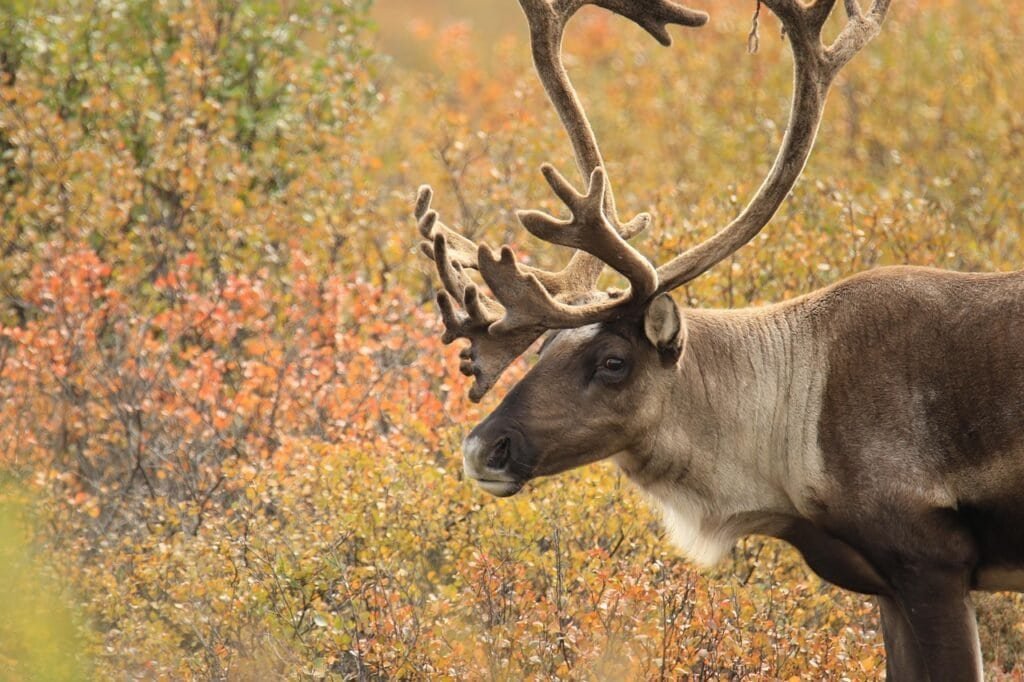 Elk with large antlers in colorful fall foliage.